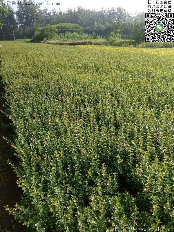 火棘苗--長景園林 火棘苗--長景園林