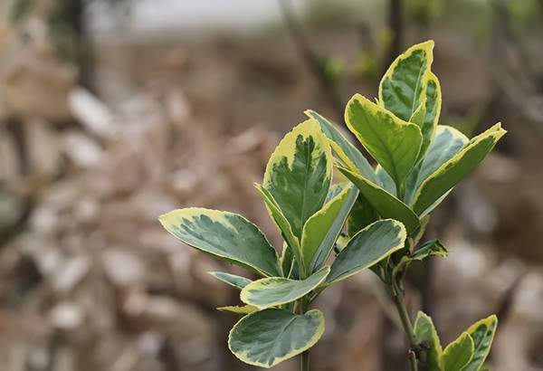 金邊黃楊--長景園林 金邊黃楊--長景園林
