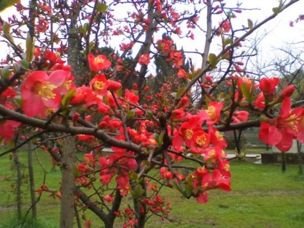 想要貼梗海棠花開得好,修剪養(yǎng)護(hù)很重要