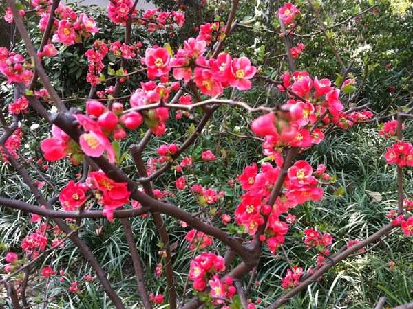 想要貼梗海棠花開得好,修剪養(yǎng)護(hù)很重要