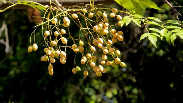 沭陽苦楝 沭陽苦楝