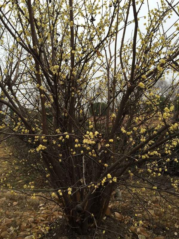 華東臘梅樹批發(fā)