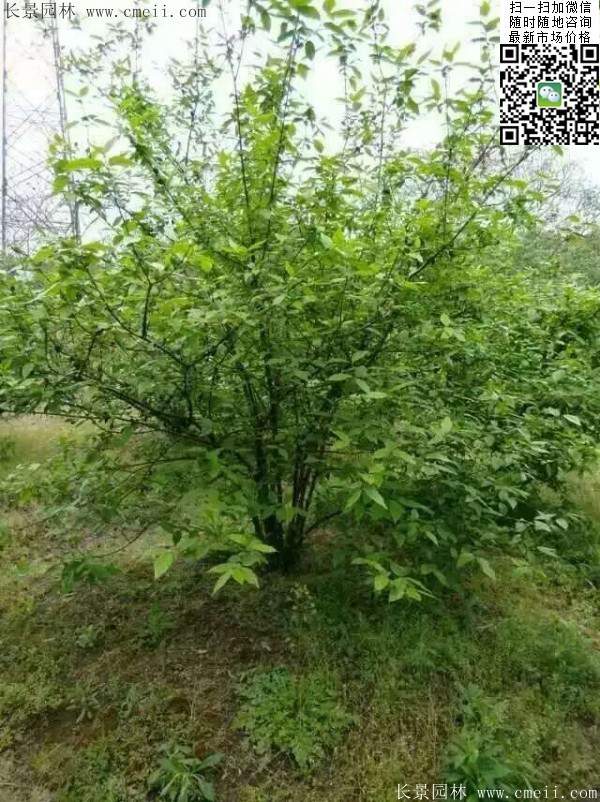 華東臘梅樹批發(fā)