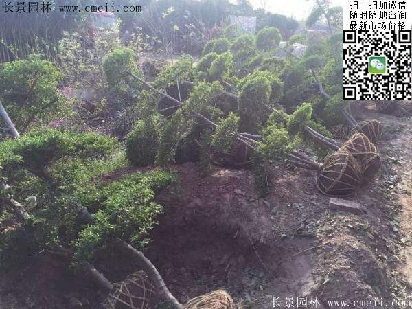 小葉女貞--長景園林 小葉女貞--長景園林