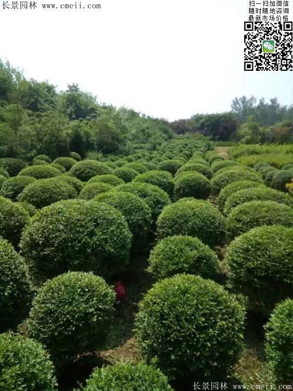 小葉女貞--長景園林 小葉女貞--長景園林