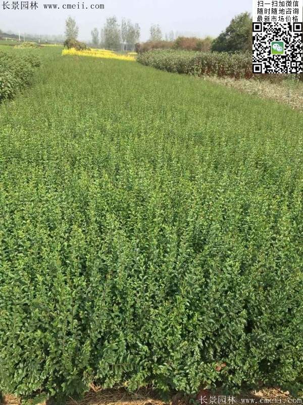 小葉女貞--長景園林 小葉女貞--長景園林