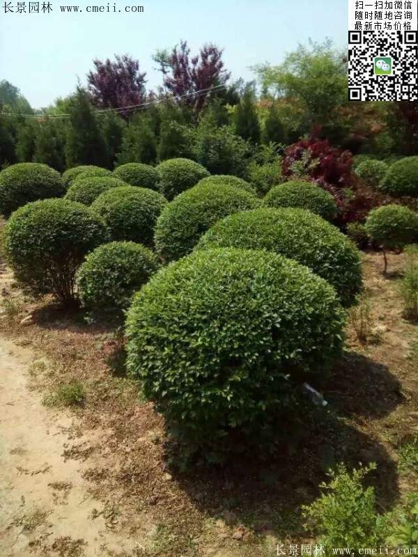 小葉女貞球--長景園林 小葉女貞球--長景園林
