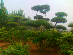 16年下半年小葉女貞造型樹價格走勢怎么樣，現(xiàn)價