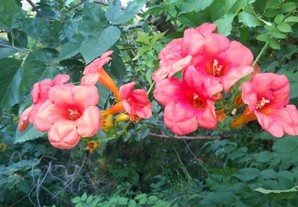 美國(guó)凌霄花