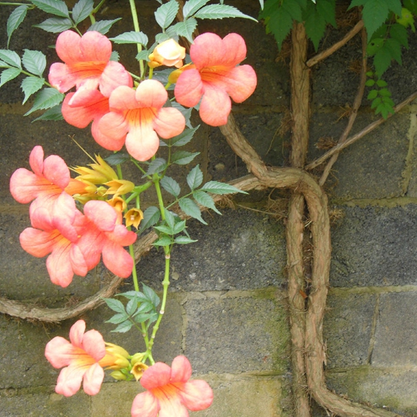 中國(guó)凌霄花