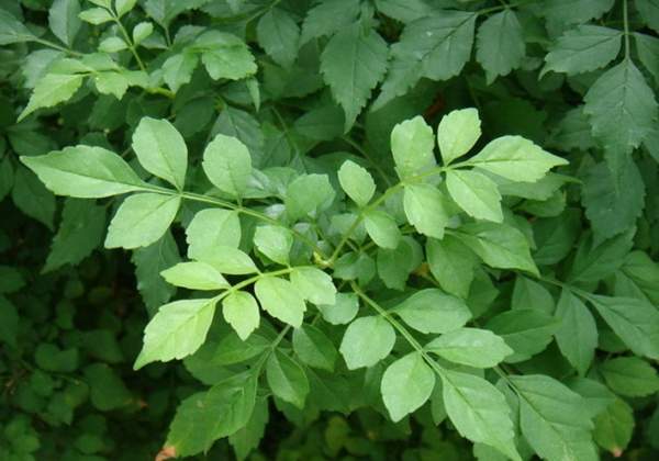 中國(guó)凌霄花的葉片