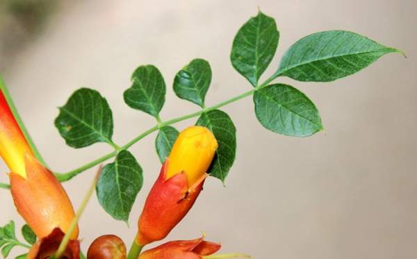 美國(guó)凌霄花的葉片