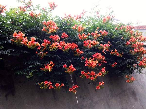 爬墻出來(lái)的凌霄花