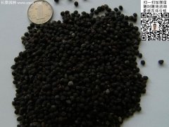 2016最新小葉女貞種子價格多少錢一斤？