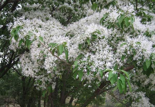 金牌流蘇樹 金牌流蘇樹
