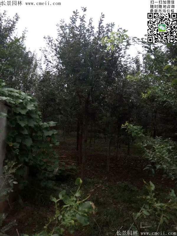 流蘇樹(shù) 流蘇樹(shù)