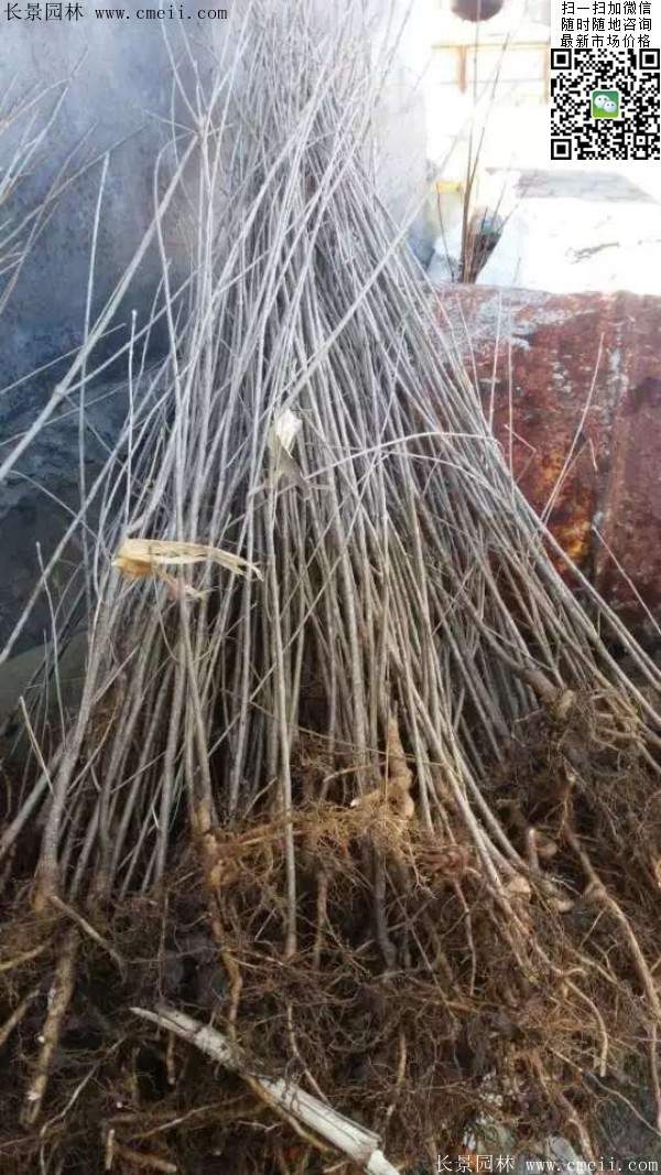 流蘇樹(shù) 流蘇樹(shù)