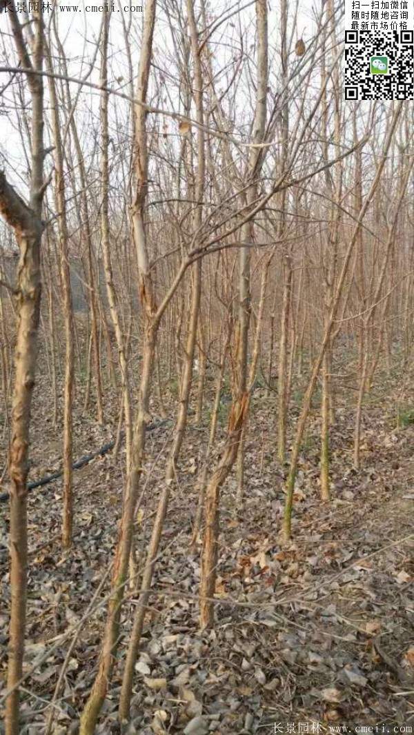 流蘇樹(shù) 流蘇樹(shù)