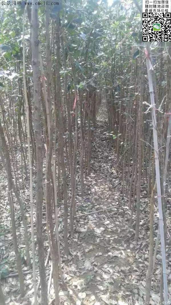 流蘇樹(shù) 流蘇樹(shù)