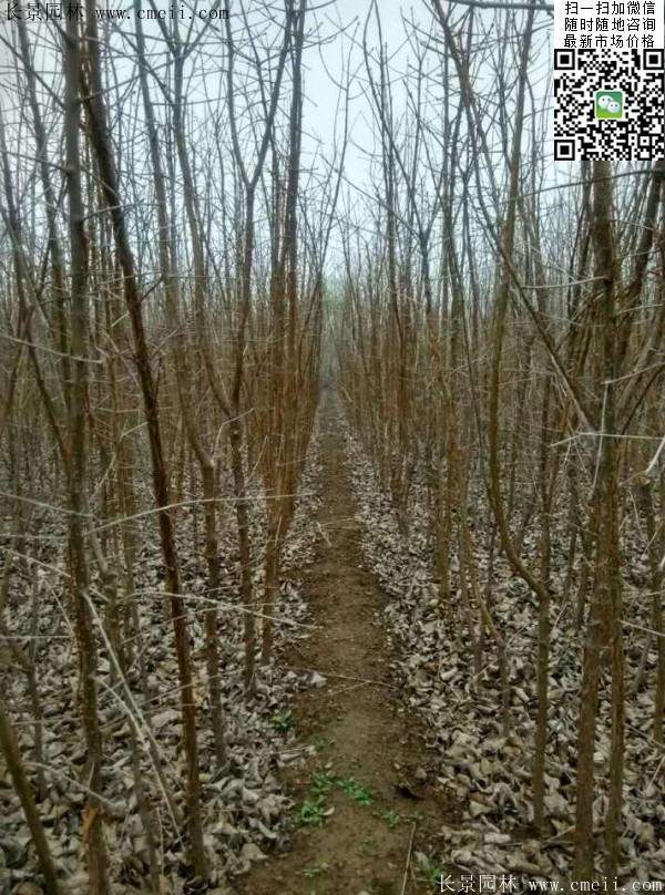 流蘇樹(shù) 流蘇樹(shù)