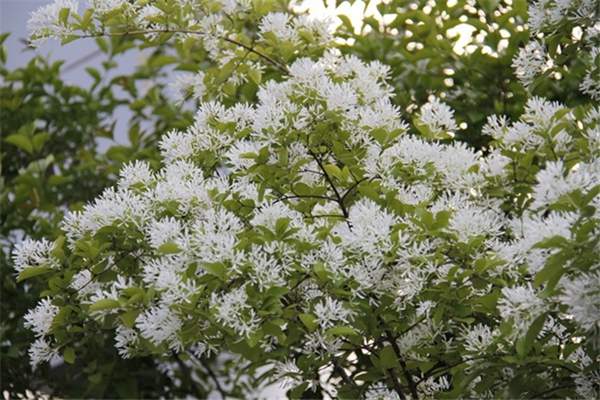 流蘇樹(shù) 流蘇樹(shù)