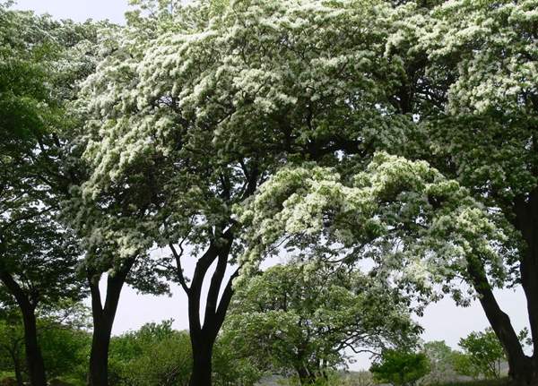 流蘇樹(shù) 流蘇樹(shù)