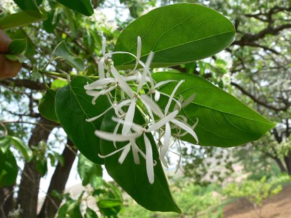 流蘇樹(shù) 流蘇樹(shù)