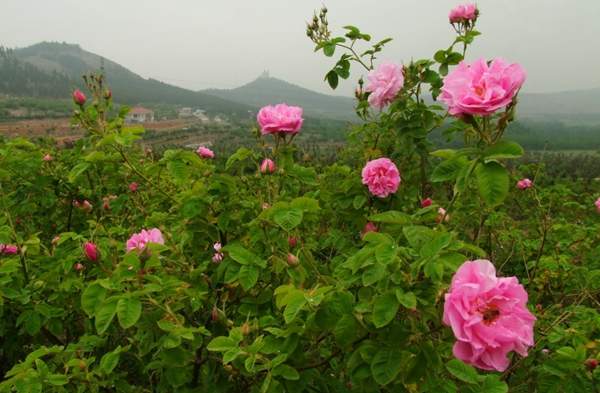 沭陽玫瑰 沭陽玫瑰