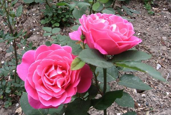 沭陽玫瑰 沭陽玫瑰