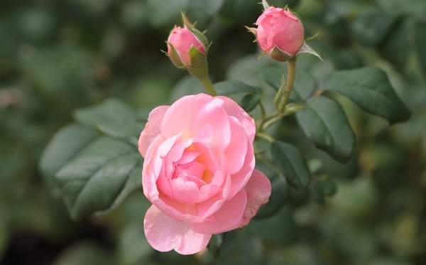 沭陽玫瑰 沭陽玫瑰