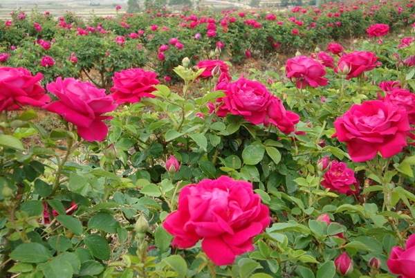 沭陽玫瑰 沭陽玫瑰