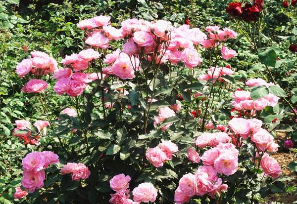 沭陽玫瑰 沭陽玫瑰