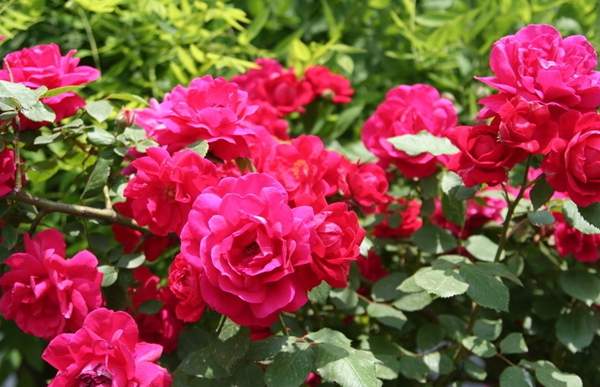 沭陽玫瑰 沭陽玫瑰