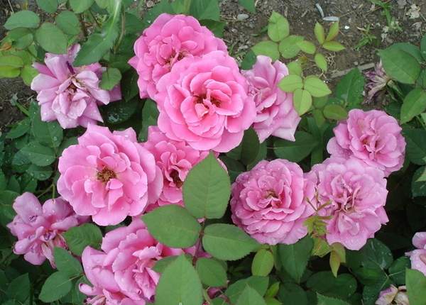 沭陽玫瑰 沭陽玫瑰