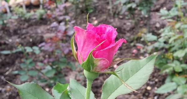 沭陽玫瑰 沭陽玫瑰