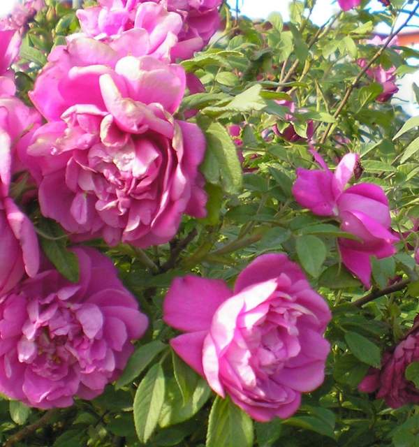 沭陽玫瑰 沭陽玫瑰