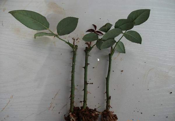 玫瑰多少錢一棵 玫瑰多少錢一棵