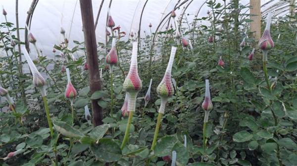 精品玫瑰 精品玫瑰