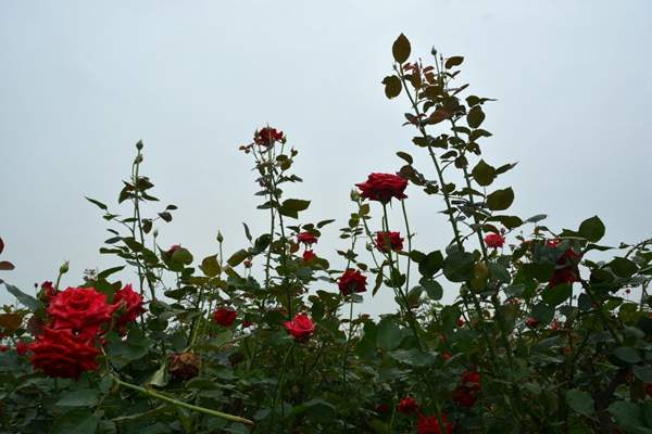 精品玫瑰 精品玫瑰