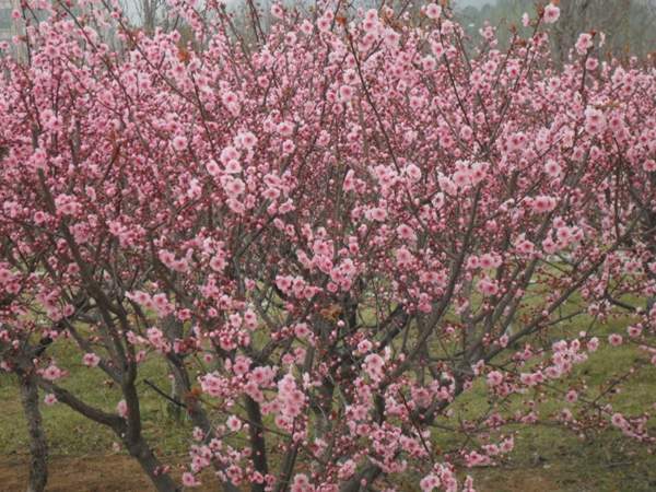 美人梅規(guī)格