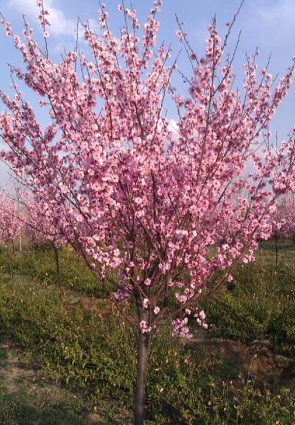 美人梅綠化 美人梅綠化