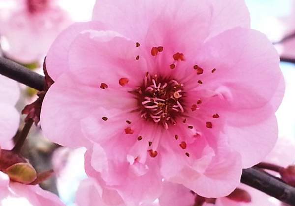 美人梅種植基地 美人梅種植基地