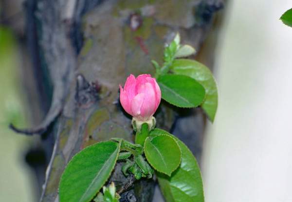 木瓜價格 木瓜價格