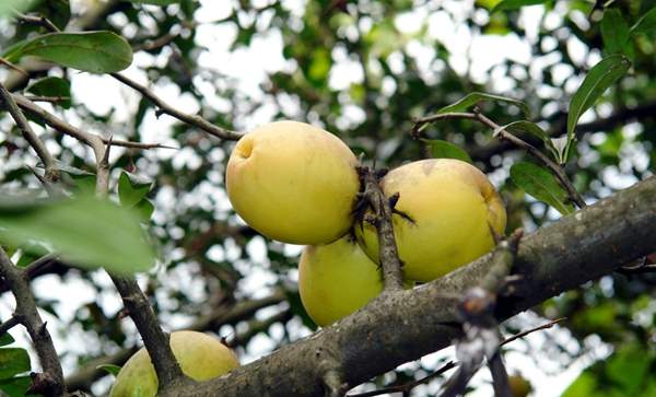 種植木瓜樹 種植木瓜樹