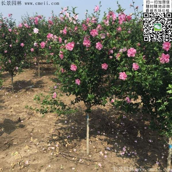 木槿花整形修剪 木槿花整形修剪