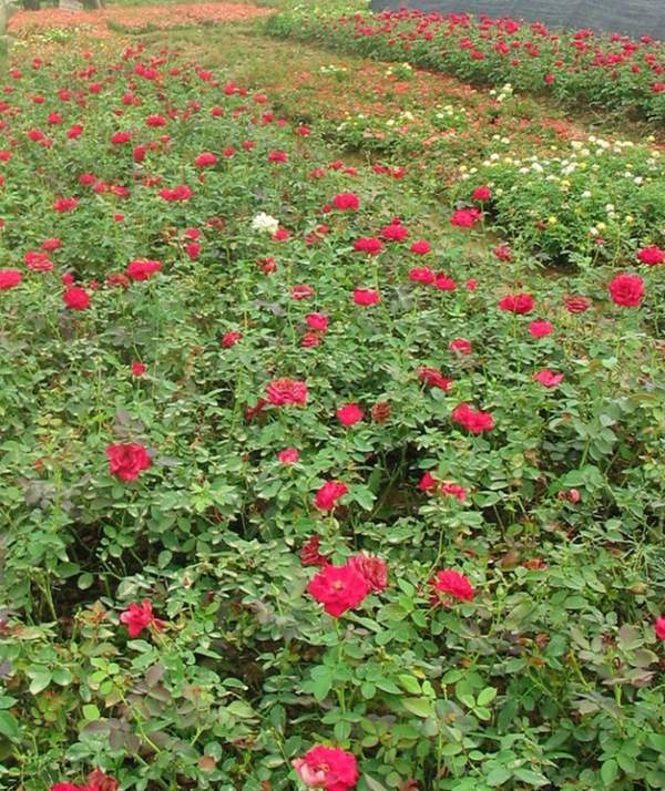 沭陽薔薇花 沭陽薔薇花