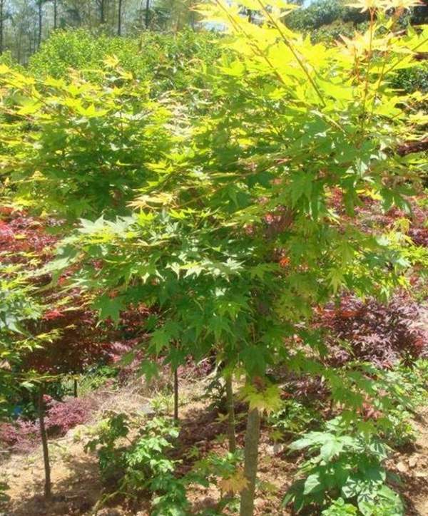 沭陽青楓樹 沭陽青楓樹