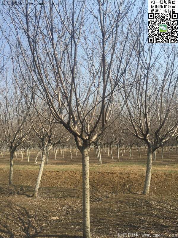 沭陽大規格的櫻花樹 沭陽大規格的櫻花樹