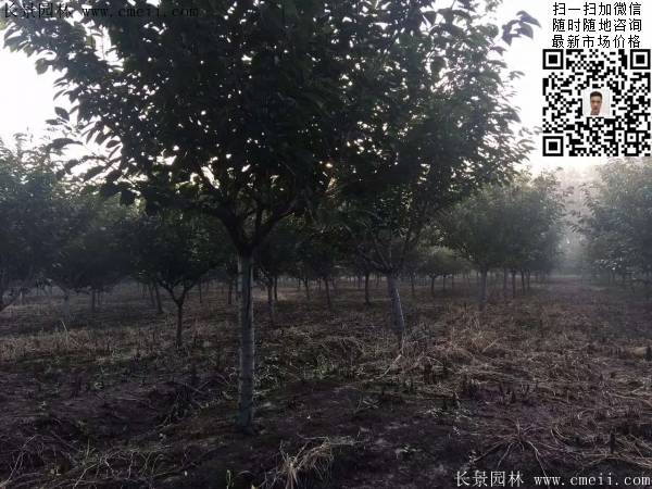 沭陽大規格的櫻花樹 沭陽大規格的櫻花樹