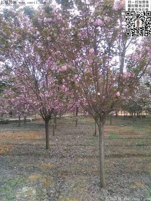 沭陽大規格的櫻花樹 沭陽大規格的櫻花樹